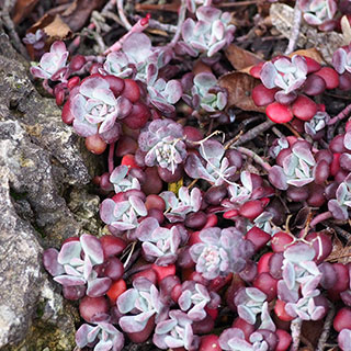sedum spathulifolium purpureum